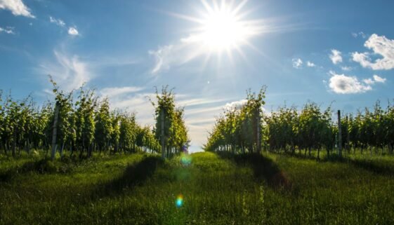 dominik-krzina-4iciaPr3eeI-unsplash